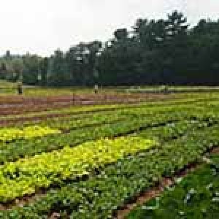 Right to farm under assault in Virginia