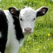 Another Attack on Large Livestock Farms