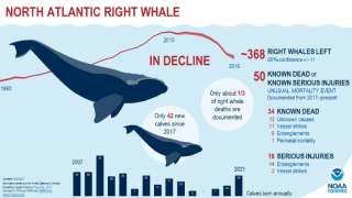 Dominion Hides Threat to Whales