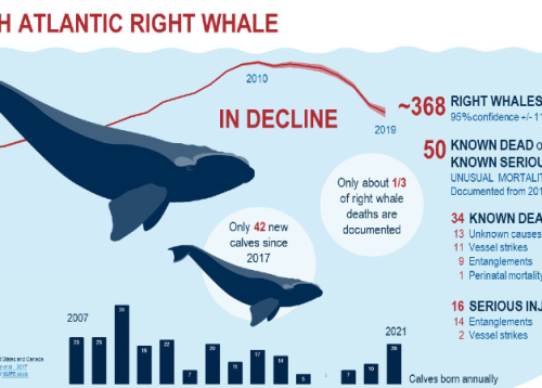 graph-in-graphic-detail-right-whales