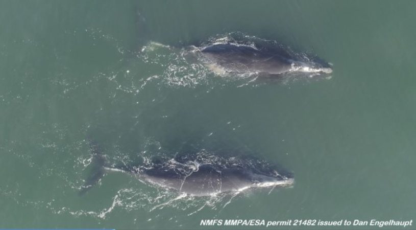 Feds Admit: <strong>Ocean Wind Projects Threaten Whales</strong>