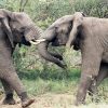Small Customers In Danger When Energy Elephants Dance