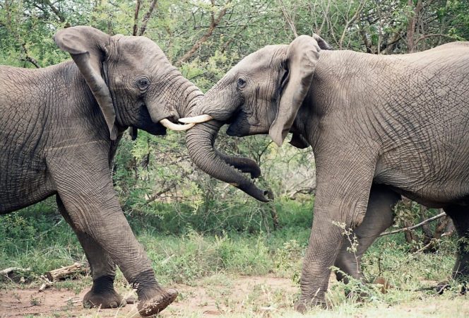 Small Customers In Danger When Energy Elephants Dance